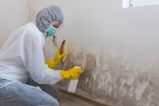 Best Mold Damage Repair  in Hopewell, TN