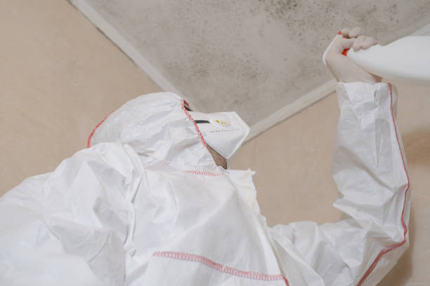 Best Attic Mold Removal  in Hopewell, TN