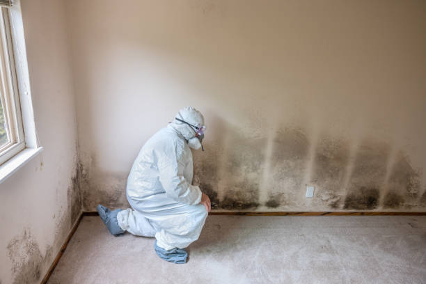 Professional Mold Removal in Hopewell, TN